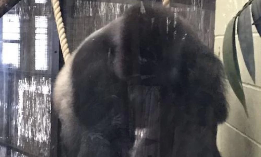 ΗΠΑ: Δύο γορίλες διαγνώστηκαν θετικοί στον κορονοϊό